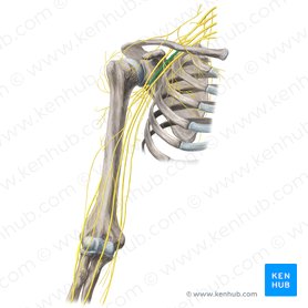 Posterior cord of brachial plexus (Fasciculus posterior plexus brachialis); Image: Yousun Koh