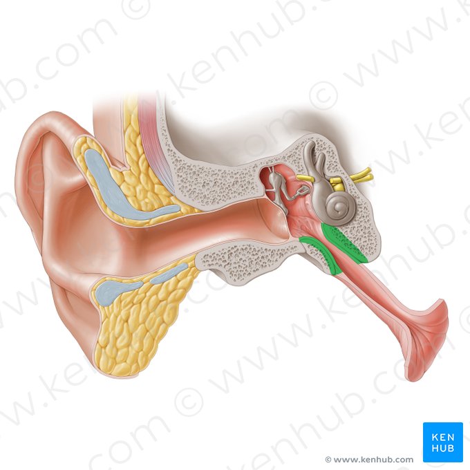 Porción ósea de la tuba auditiva (Pars ossea tubae auditivae); Imagen: Paul Kim