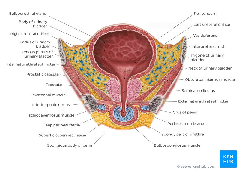 Male urinary bladder: Diagram