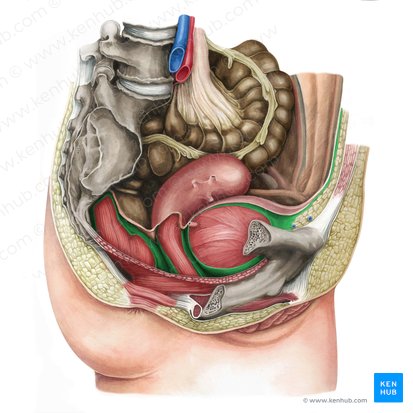 Fáscia pélvica visceral (Fascia visceralis pelvis); Imagem: Irina Münstermann