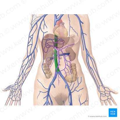 Vena cava inferior; Imagen: Begoña Rodriguez