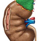 Glândula adrenal