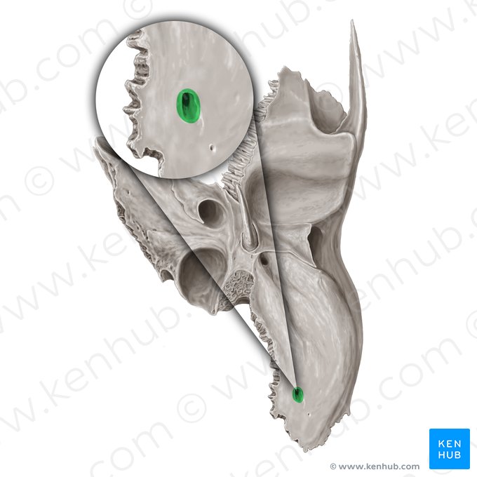 Foramen mastoideo del hueso temporal (Foramen mastoideum); Imagen: Samantha Zimmerman