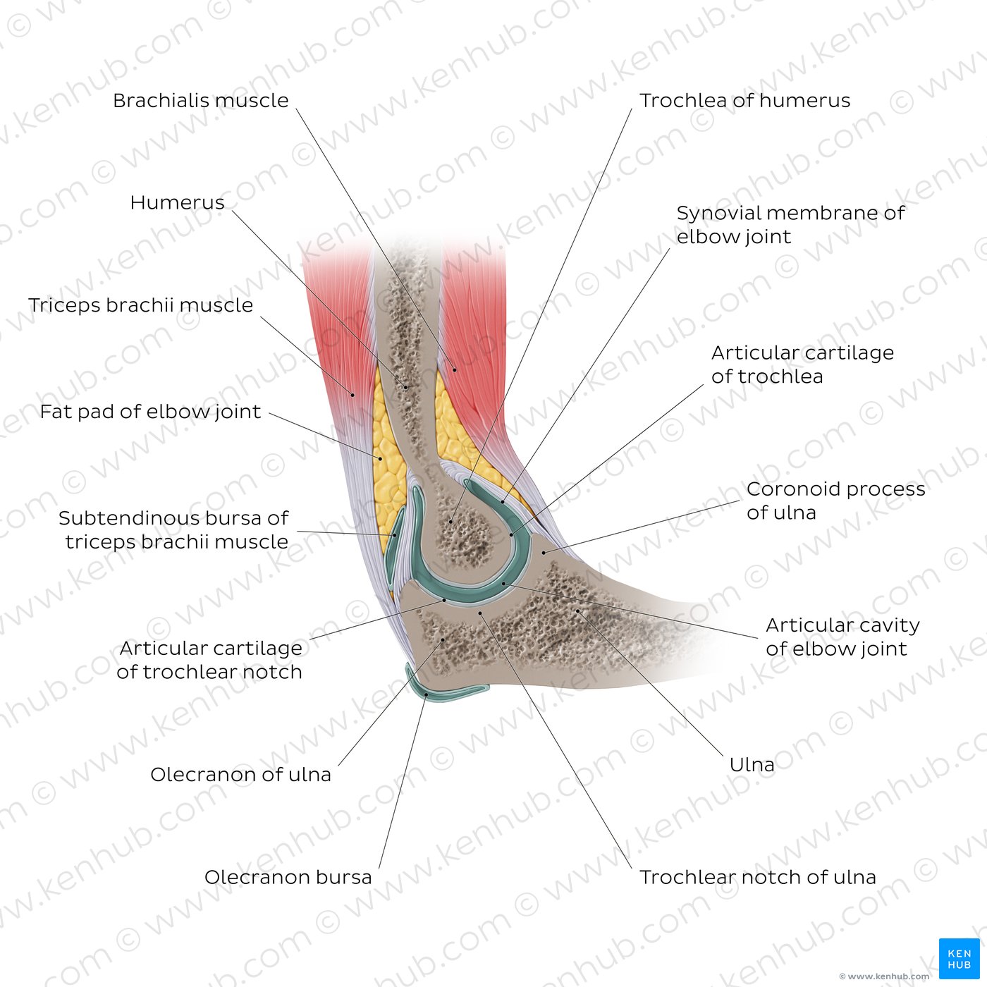 Review of the elbow joint