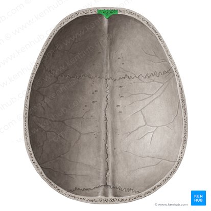 Frontal crest (Crista frontalis); Image: Yousun Koh