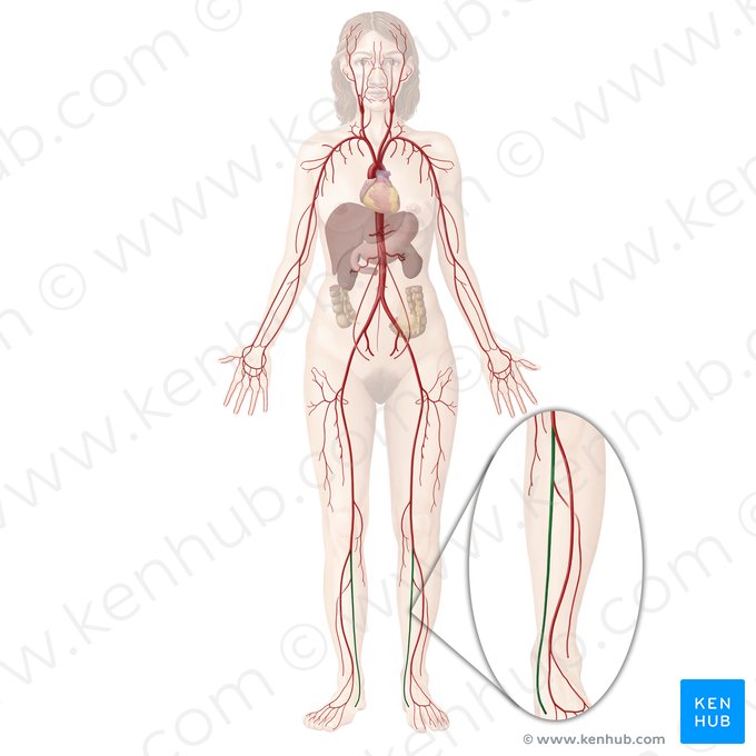 Artéria tibial posterior (Arteria tibialis posterior); Imagem: Begoña Rodriguez