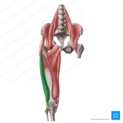 Músculo vasto lateral (Musculus vastus lateralis); Imagen: Liene Znotina