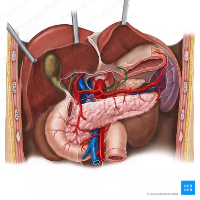 Left gastric artery (Arteria gastrica sinistra); Image: Esther Gollan