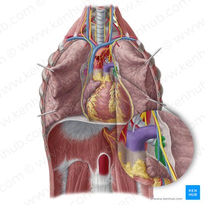 Veias pulmonares esquerdas (Venae pulmonales sinistrae); Imagem: Yousun Koh