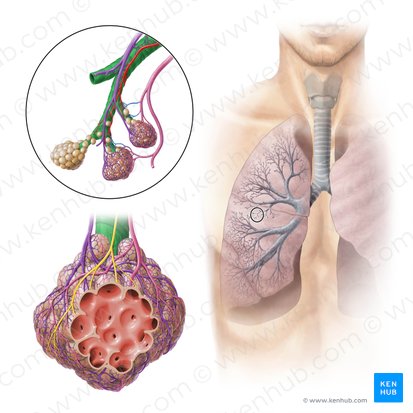 Bronquiolo (Bronchiolus); Imagen: Paul Kim
