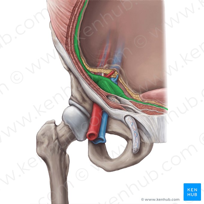 Fascia transversal (Fascia transversalis); Imagen: Hannah Ely