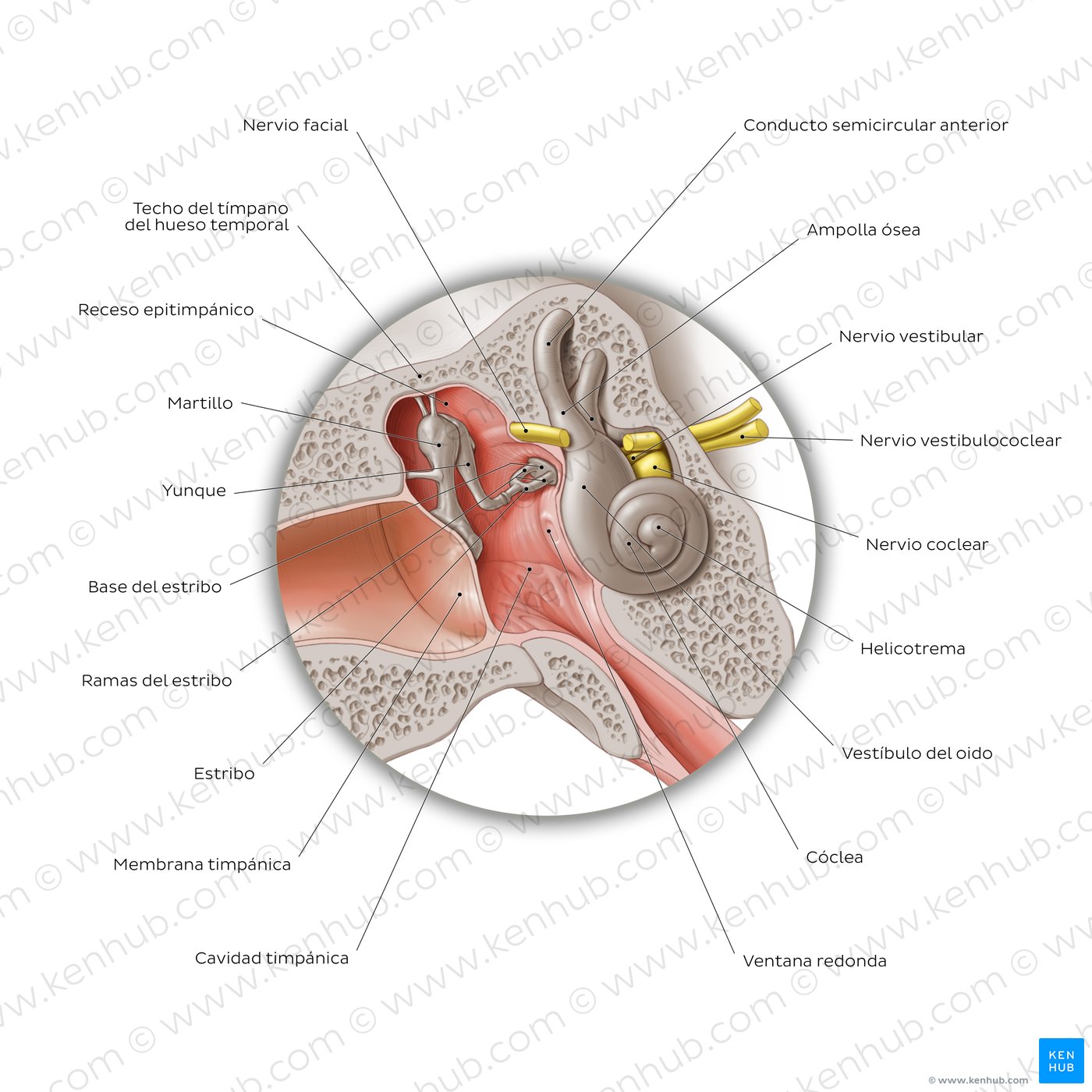 Anatomía del oído medio: Sección coronal