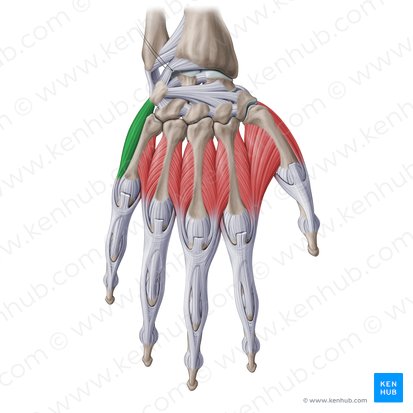 Músculo abdutor do dedo mínimo da mão (Musculus abductor digiti minimi manus); Imagem: Paul Kim