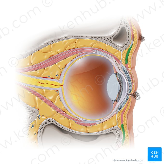 Pars orbitalis musculi orbicularis oculi (Augenhöhlenabschnitt des Augenringmuskels); Bild: Paul Kim