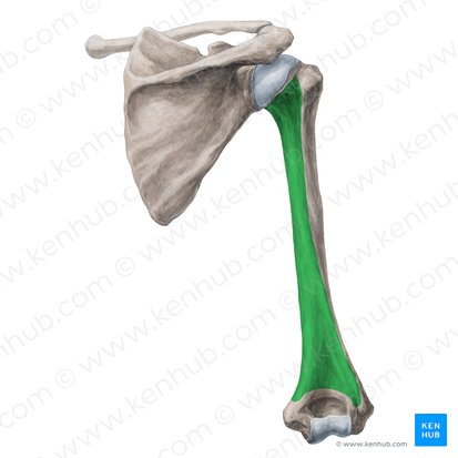 Posterior surface of humerus (Facies posterior humeri); Image: Yousun Koh