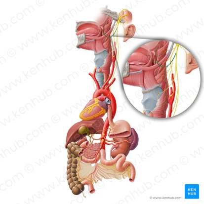 Pharyngeal branch of vagus nerve (Ramus pharyngeus nervi vagi); Image: Paul Kim