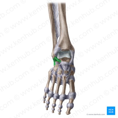 Lateral collateral ligament of ankle joint (Ligamentum collaterale laterale tali); Image: Liene Znotina