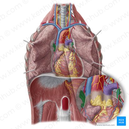 Pulmonary veins (Venae pulmonales); Image: Yousun Koh