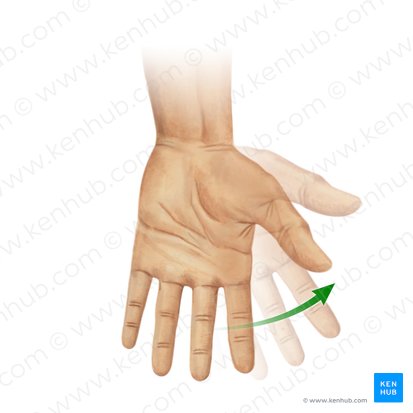 Radial flexion of hand (Flexio radialis manus); Image: Paul Kim