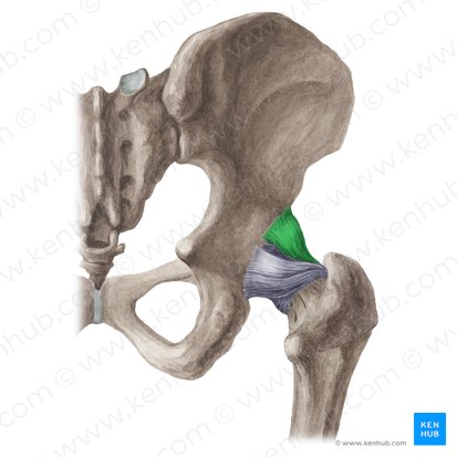Ligamento iliofemoral (Ligamentum iliofemorale); Imagem: Liene Znotina