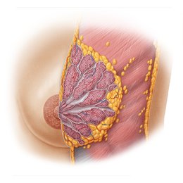 Structure of the female breast