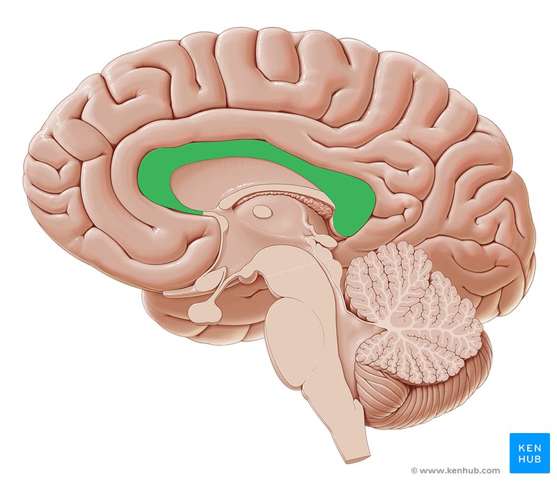 Corpus Callosum