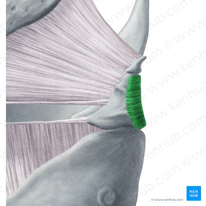 Musculus arytenoideus transversus (Querer Stellknorpelmuskel); Bild: Yousun Koh