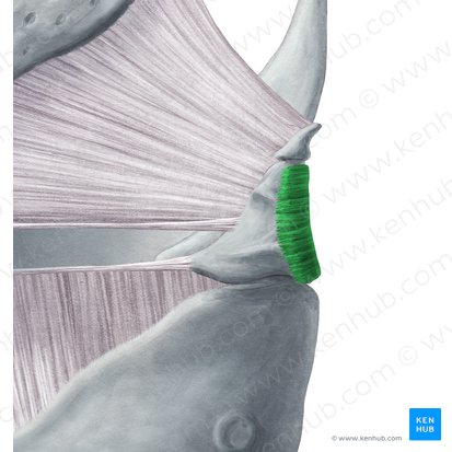 Músculo aritenóideo transverso (Musculus arytenoideus transversus); Imagem: Yousun Koh