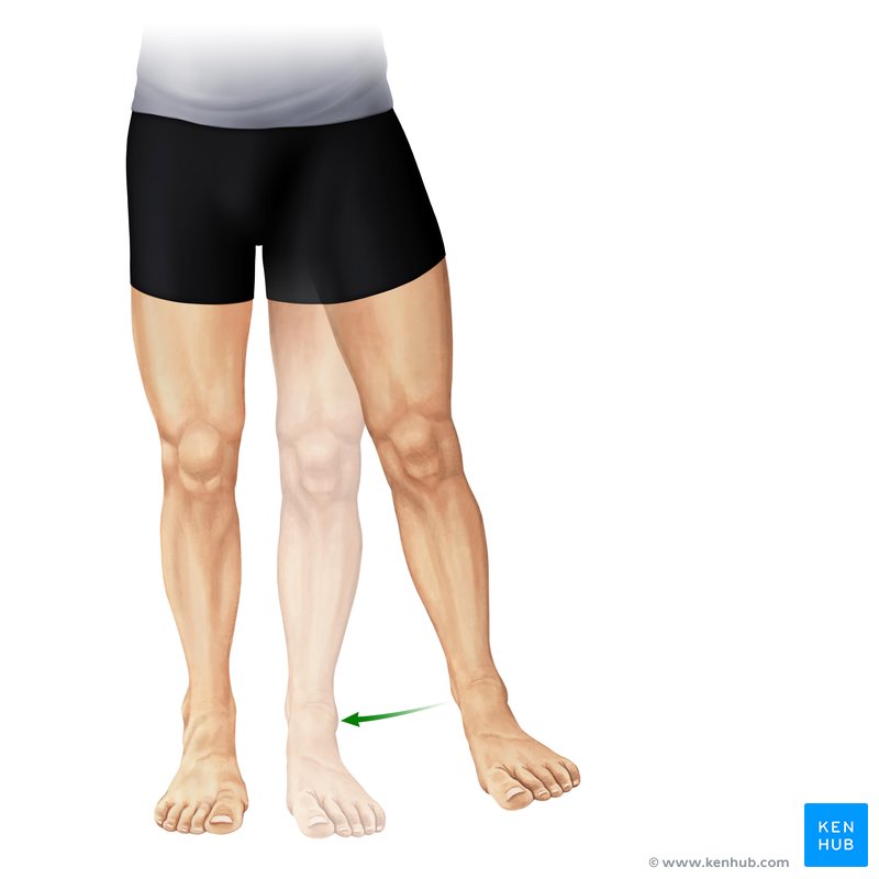 Adduction of thigh shop