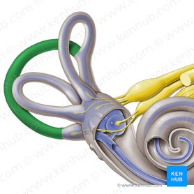 Posterior semicircular canal (Canalis semicircularis posterior); Image: Paul Kim
