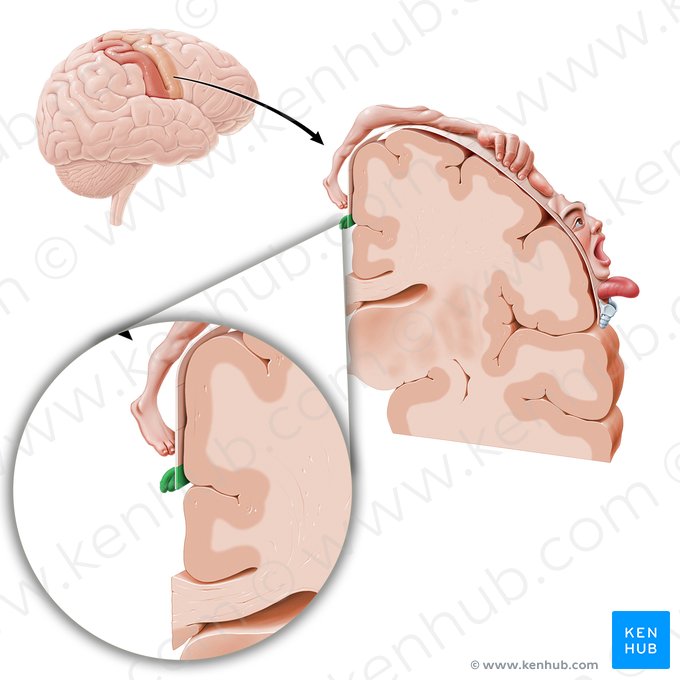 Corteza motora de los órganos genitales (Cortex motorius regionis genitalis); Imagen: Paul Kim