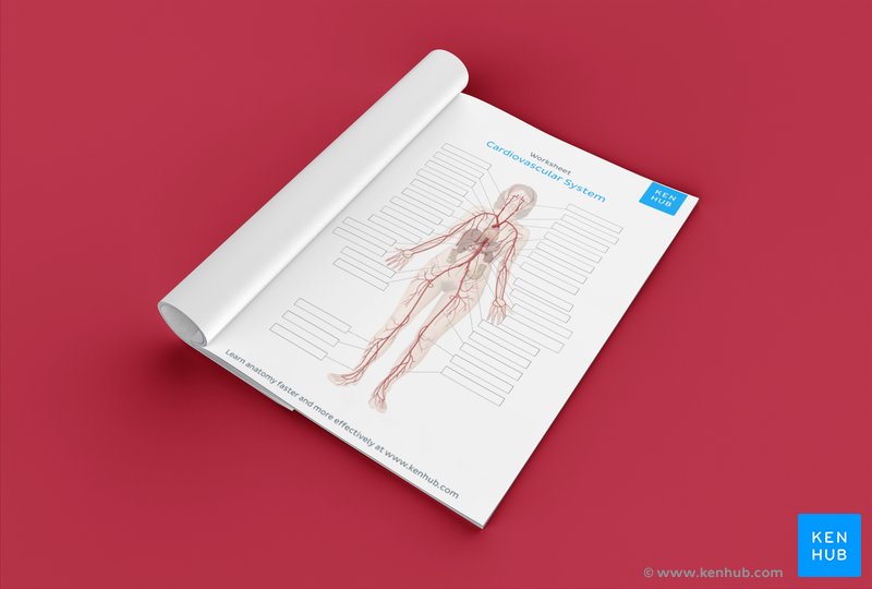 Cardiovascular system: Diagrams, quizzes, free worksheets ...