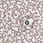 Cell nucleus