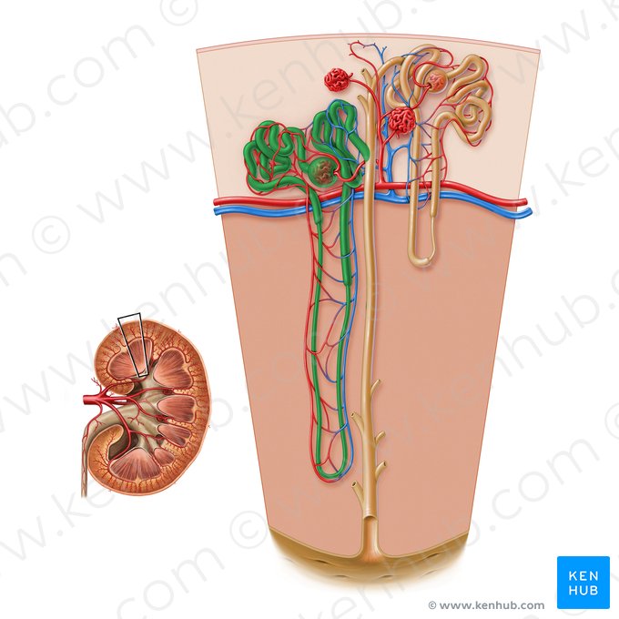 Juxtamedullary nephron (Nephronum juxtamedullare); Image: Paul Kim