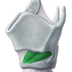 Cricothyroid muscle