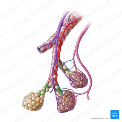Bronchiolus respiratorius (Respiratorische Bronchiole); Bild: Paul Kim