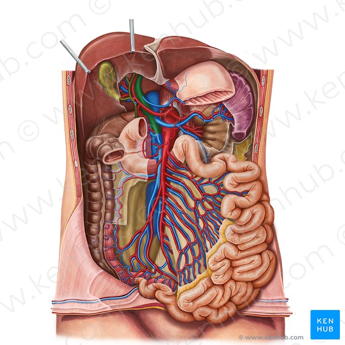 Hepatic portal vein (Vena portae hepatis); Image: Irina Münstermann