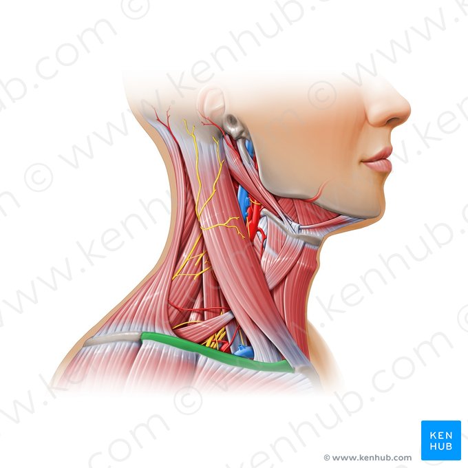 Clavícula (Clavicula); Imagem: Paul Kim