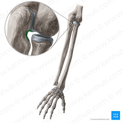 Incisure radiale de l'ulna (Incisura radialis ulnae); Image : Yousun Koh