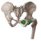 Obturator externus muscle