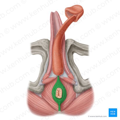 Musculus sphincter externus ani (Äußerer Afterschließmuskel); Bild: Samantha Zimmerman