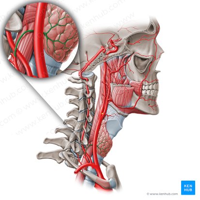 Inferior thyroid artery (Arteria thyroidea inferior); Image: Paul Kim