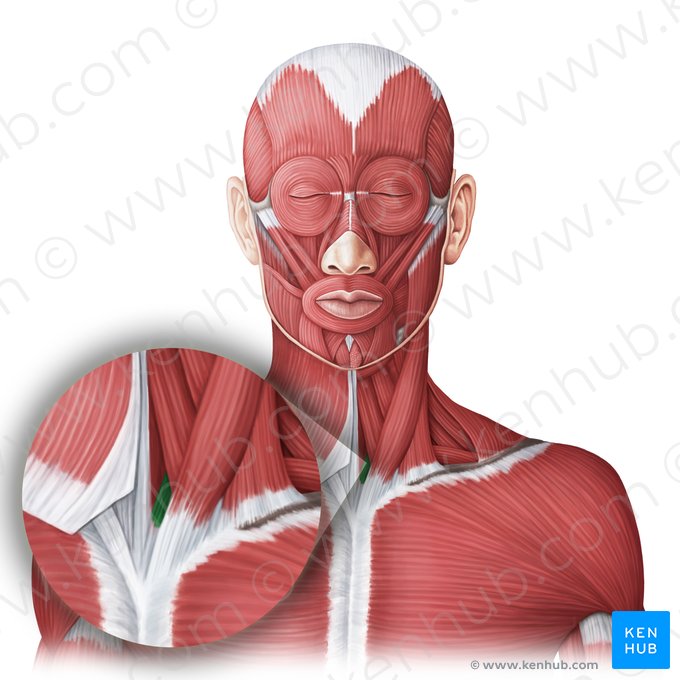 Músculo esternotireóideo (Musculus sternothyroideus); Imagem: Irina Münstermann