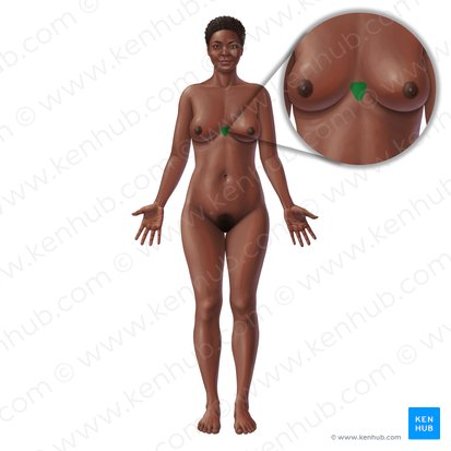 Processo xifoide do esterno (Processus xiphoideus sterni); Imagem: Paul Kim