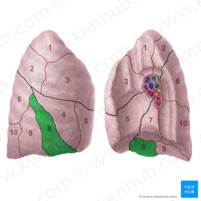 Segmento basilar anterior do pulmão direito (Segmentum basale anterius pulmonis dextri); Imagem: Paul Kim