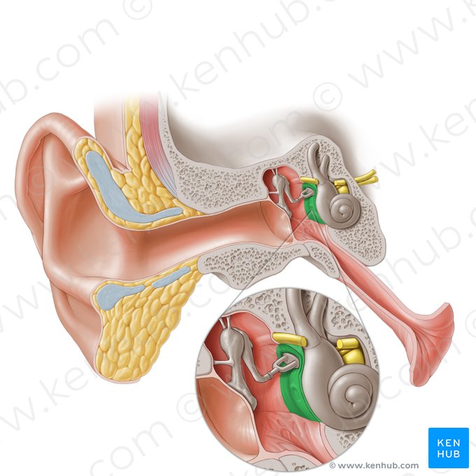 Labyrinthine wall of tympanic cavity (Paries labyrinthicus cavitatis tympani); Image: Paul Kim