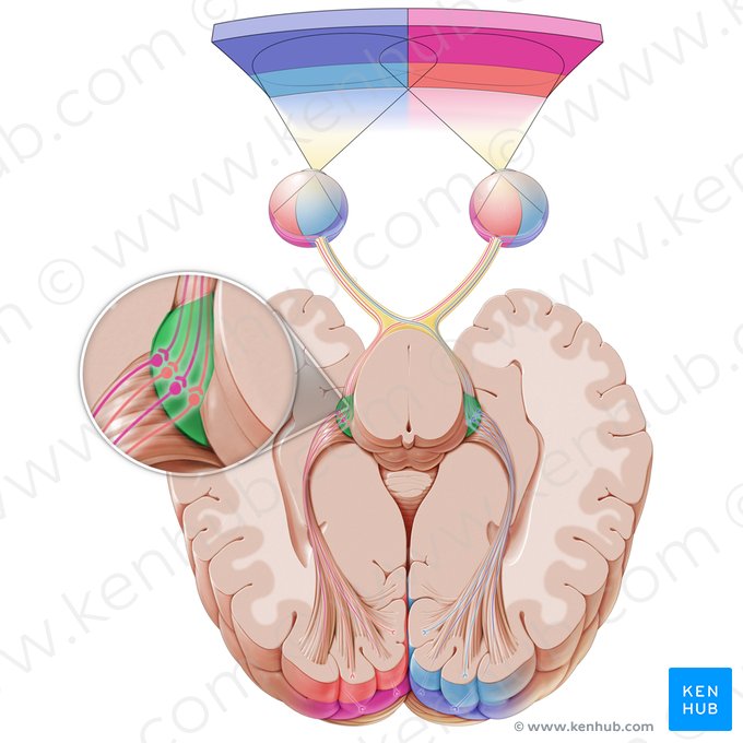 Lateral geniculate body (Corpus geniculatum laterale); Image: Paul Kim