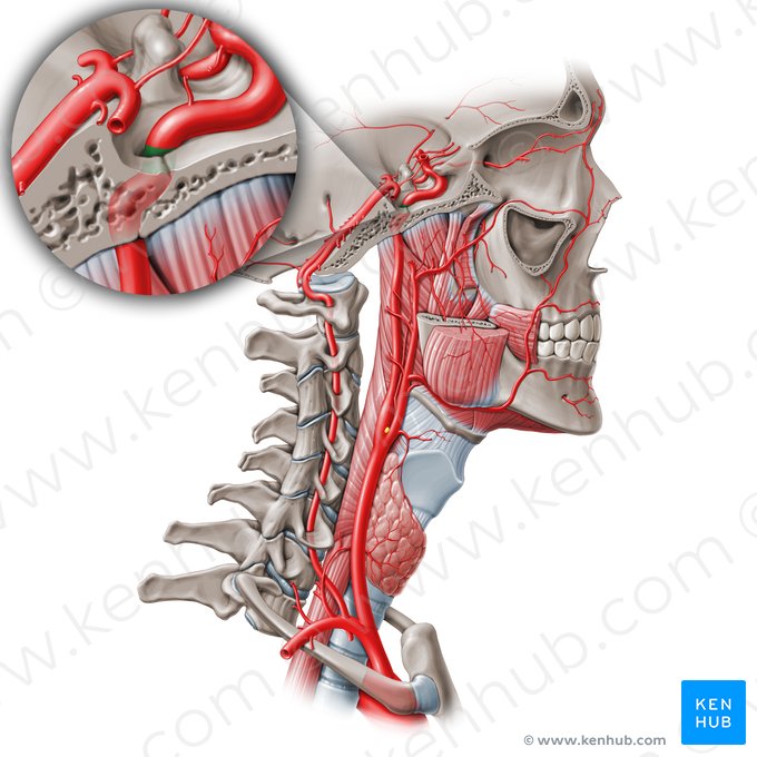 Parte lácera da artéria carótida interna (C3) (Pars lacera arteriae carotidis internae (C3)); Imagem: Paul Kim