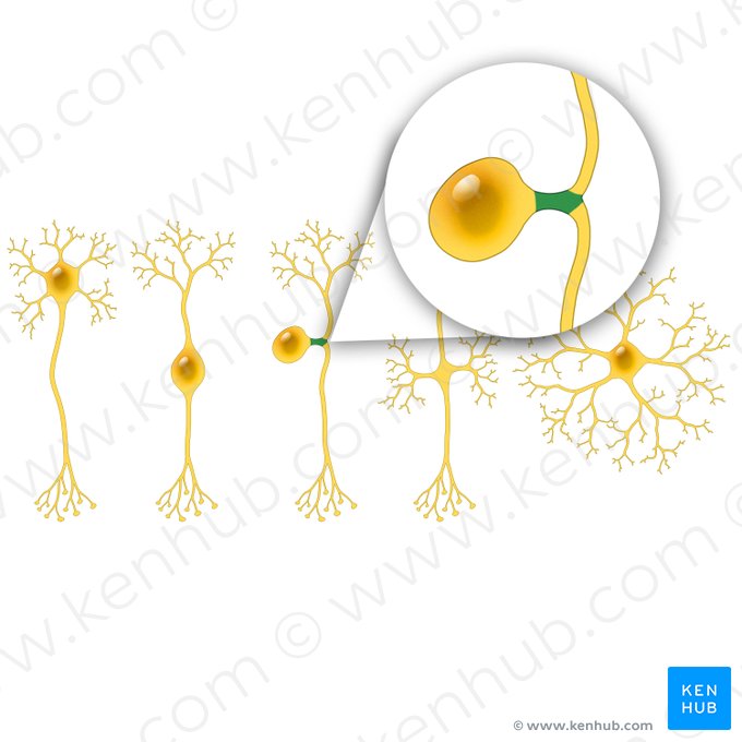 Processus neuronal du neurone pseudounipolaire (Processus neuralis neuri pseudounipolaris); Image : Paul Kim