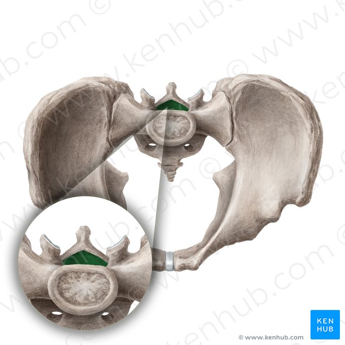 Sacral canal (Canalis sacralis); Image: Liene Znotina